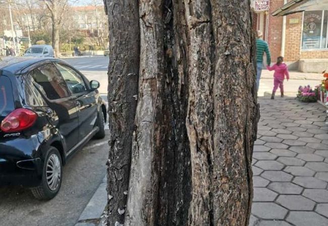 Снимки: Община Сандански