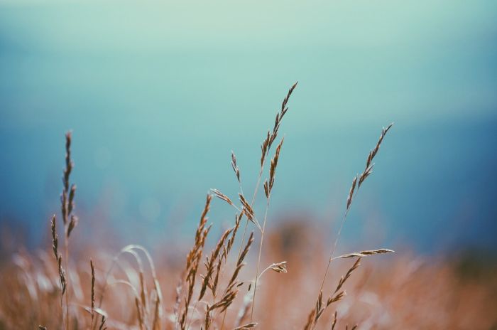 Снимка: Pixabay.com