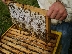 Полицията спря протест на пчелари в Неврокопско