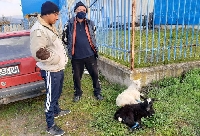 По-скъпи агнета и ярета на животинския пазар в Благоевград - 7 лева за килограм