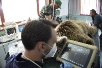 Немски медик прегледа спешно 6 мечки в парка над Белица