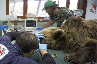 Немски медик прегледа спешно 6 мечки в парка над Белица
