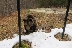 Дива мечка нападна жена тази сутрин в Рила планина над Белица