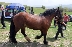 Полицията в Разлог арестува крадци на коне