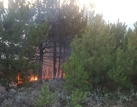 Горски и огнеборци потушиха бързо пожар край Банско