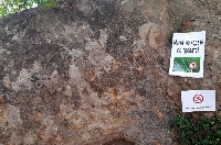 Миряни чегъртат имената си върху 1300-годишния чинар край храма на Преподобна Стойна
