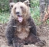 Дори мечоците не обичат да стават рано, скоро затварят за посетители парка над Белица