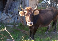 Крави съсипват исторически находки в Мелник, вилнеят из целия град