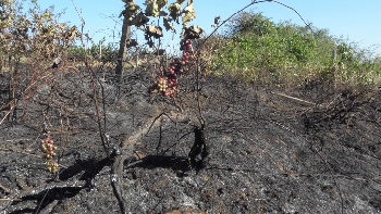 Пожар изпепели 100 дка лозови масиви в Долно Българчево