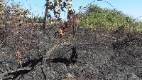 Пожар изпепели 100 дка лозови масиви в Долно Българчево
