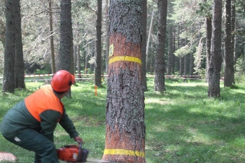 Млад работник изгуби живота си при дърводобив край Белица