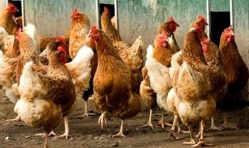 Полицията откри в Якоруда пет крадени кокошки от двор в Горно Краище