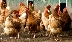 Полицията откри в Якоруда пет крадени кокошки от двор в Горно Краище