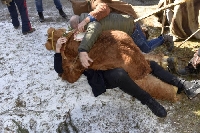 Кукери събудиха Сушица, мечка пребори кметове и шеф на ОбС