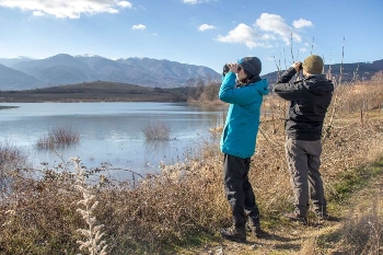Доброволци преброиха 90 вида зимуващи водолюбиви птици у нас