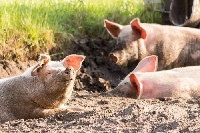 Откриха огнище на африканска чума по свинете в Кавракирово