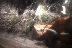 Снегът събори 6 дървета върху пътя в Подгорието, цяла нощ продължи премахването им