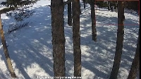 Вандали отрязаха дървета в Панорамната алея Стъпалата” в Разлог Вандали отрязаха дървета в Панорамната алея Стъпалата” в Разлог