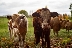 Жестокост! Убиха 14 телета на фермер от Якоруда