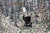 Зимният сън на мечките отлага отварянето на парка над Белица, билетът за посетители поскъпва