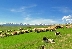 Кресна кани на Пролетен празник на земеделието и животновъдството