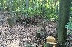 Незаконна сеч на тополи в държавни гори край Баничан, наказват виновните