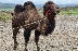 Двугърба камила е най-новият обитател на зоокъта в Хаджидимово