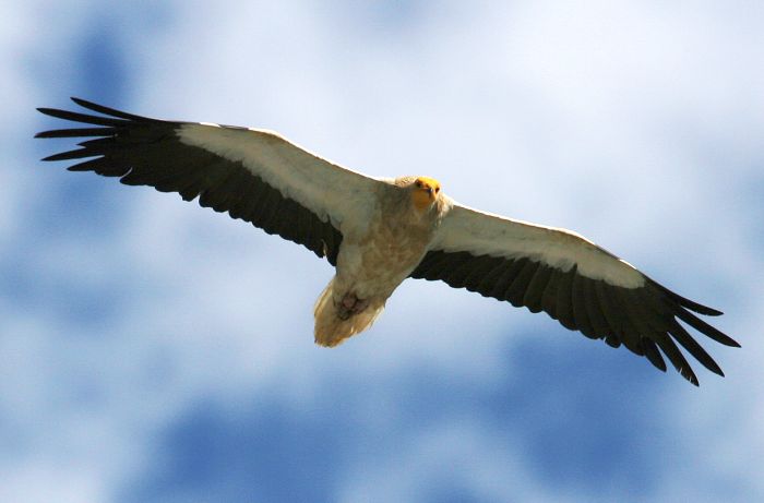 Снимка: Българско дружество за защита на птиците/BirdLife България
