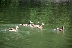40 зеленоглави патици са новите обитатели на езерото в парк  Бачиново