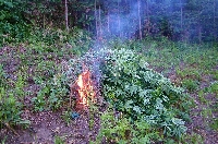 Полицаи изгориха 145 кг канабис край Плоски