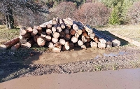 Горски установиха незаконно отсечени дървета край Якоруда
