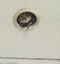 Коте зяпа от тавана на офис в Япония Коте зяпа от тавана на офис в Япония