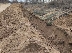 Неизвестни унищожиха с тежка техника екзотични дюни в Несебър