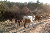 Кметове в Сатовчанско пазят нивите от крави и овце