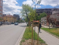 Премахват опасни дървета по улиците в центъра на Благоевград