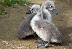 Новоизлюпени лебеди ще красят езерото в парк  Бачиново”