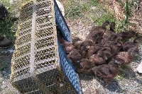 Над 660 полудиви патици намериха дом в Симитли, ловци разселиха над 1600 птици