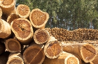 Важно: До 31 август домакинствата могат да се включват в списъците за дърва за огрев