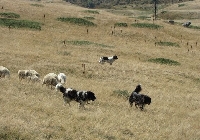Пастир загина след падане в гориста местност край Железница