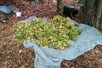 Откриха домашна оранжерия за канабис в къща в Кресна Откриха домашна оранжерия за канабис в къща в Кресна