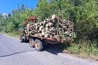 Служители на ЮЗДП пак предотвратиха незаконен превоз на дървесина, този път край Невестино