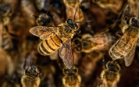 5 милиона пчели изпаднаха от камион на магистрала в Канада и предизвикаха хаос