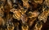 5 милиона пчели изпаднаха от камион на магистрала в Канада и предизвикаха хаос