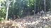 С предизборна незаконна сеч в ДЛС Дикчан снабди с дърва за огрев хората в Сатовчанско