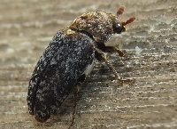 Във Великобритания откриха бръмбар, хранещ се с човешка плът