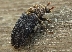 Във Великобритания откриха бръмбар, хранещ се с човешка плът