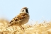 Тревожно намаляват птиците в земеделските земи у нас
