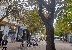 Деца правят къщички за синигери, за да пазят кестеновите дървета в Благоевград