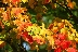 Времето днес: Златна есен в цялата й прелест