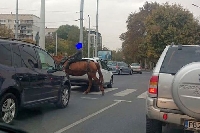 Като в Дивия запад: Дете на кон пресече натоварено кръгово кръстовище в Пловдив Като в Дивия запад: Дете на кон пресече натоварено кръгово кръстовище в Пловдив
